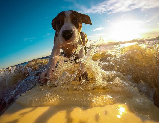 10 consejos para una mascota feliz