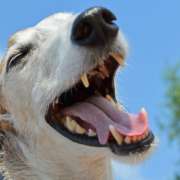 ¿Cómo cuidar la higiene bucal de mi perro?