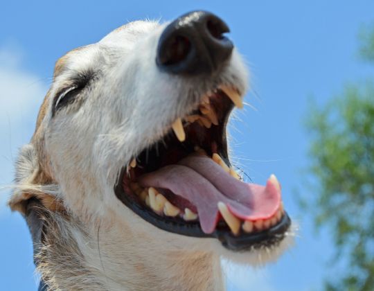 ¿Cómo cuidar la higiene bucal de mi perro?