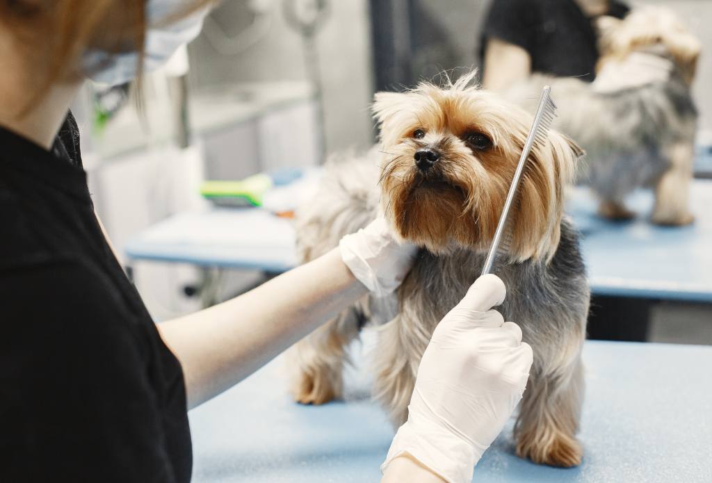 Peluquería Canina