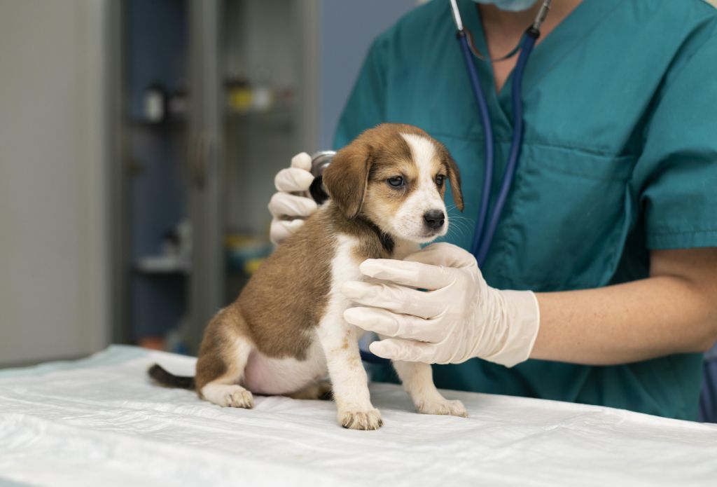 Aplicamos la Medicina Veterinaria Basada en la Evidencia junto con los protocolos médicos y diagnósticos más avanzados, respaldados por los últimos estudios y recomendaciones de especialistas internacionales
