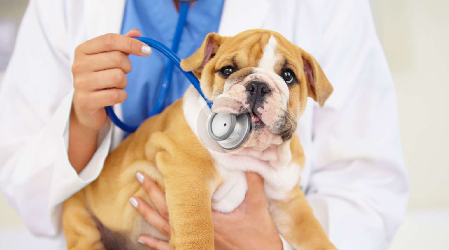 Medicina preventiva