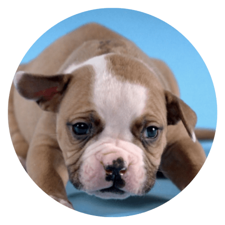 video de shake puppies by carli davidson que nos encanta ver y compartir
