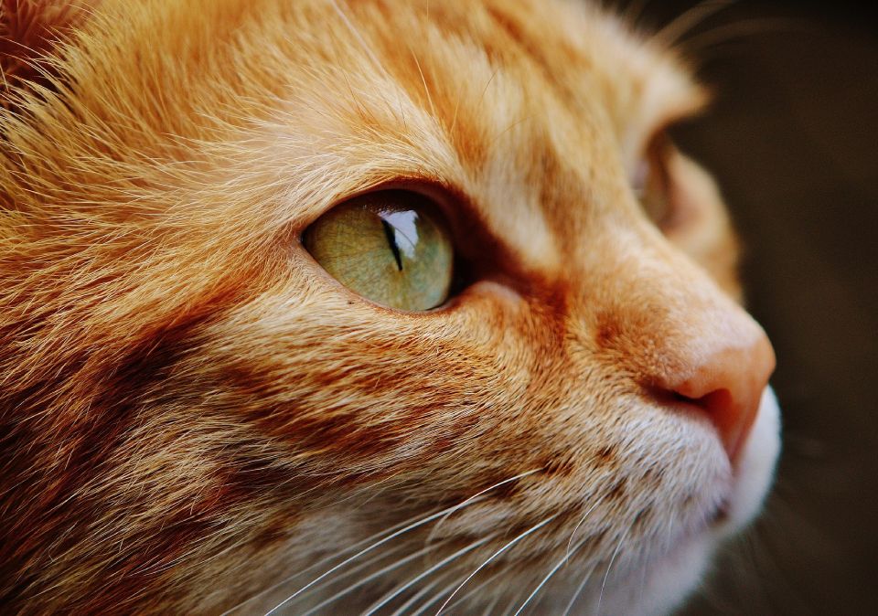 Centro Veterinaro Eurovillas especialistas en gatos y animales de compañía conoce a Eurovillas Centro Veterinario más de 30 años de experiencia