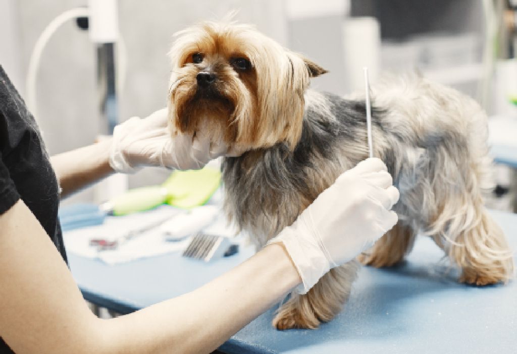 ejeplo de web para clinica veterinara, centros veterinarios, hospitales veterinarios y peluquerías caninas