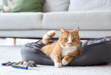 Accesorios gatos Veterinario Eurovillas Nuevo Baztán