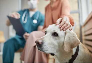Realizada por veterinarios especialistas en Cirugía de pequeños animales, con la aplicación de Anestesia Multimodal individualizada para cada paciente.