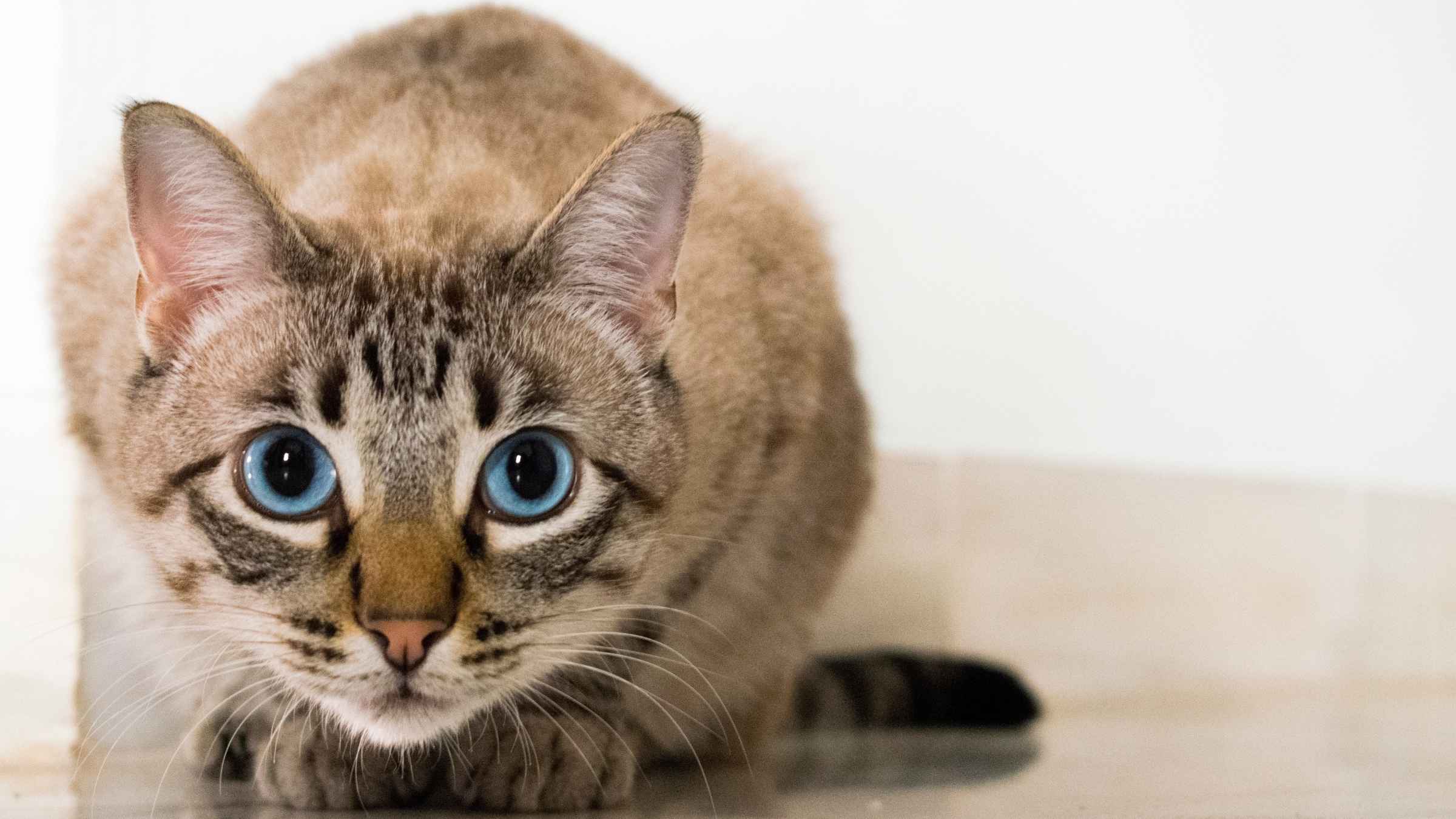 En Centro Veterinario Eurovillas, más de 30 años de experiencia dedicándonos con pasión a la salud y el bienestar de los animales. Nacimos en 1991 en Nuevo Baztán, impulsados por el amor por la medicina veterinaria, y desde entonces no hemos dejado de evolucionar para ofrecer la mejor atención.