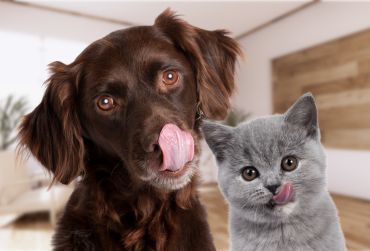 Nutrición y comida para perros y gatos Veterinario Eurovillas Nuevo Baztán