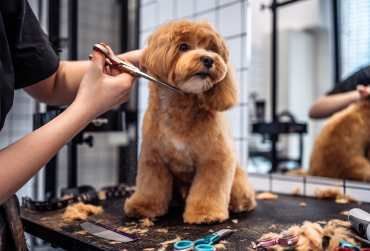 Dale a tu mascota el cuidado que se merece con nuestro servicio de peluquería canina. Baño, corte, deslanado y más, todo con productos de alta calidad y manos expertas. Servicio profesional, seguro y garantizado por nuestra clínica. ¡Siempre querrá volver!