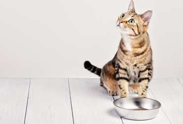 Ofrecemos asesoría con especialistas en nutrición para tu mascota, garantizando una alimentación saludable con recomendaciones si fuera necesario de suplementos.