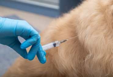 Protegemos la salud de tu mascota con los protocolos de vacunación más avanzados, diseñados según las recomendaciones de la Asociación Mundial de Veterinarios de Pequeños Animales (WSAVA)
