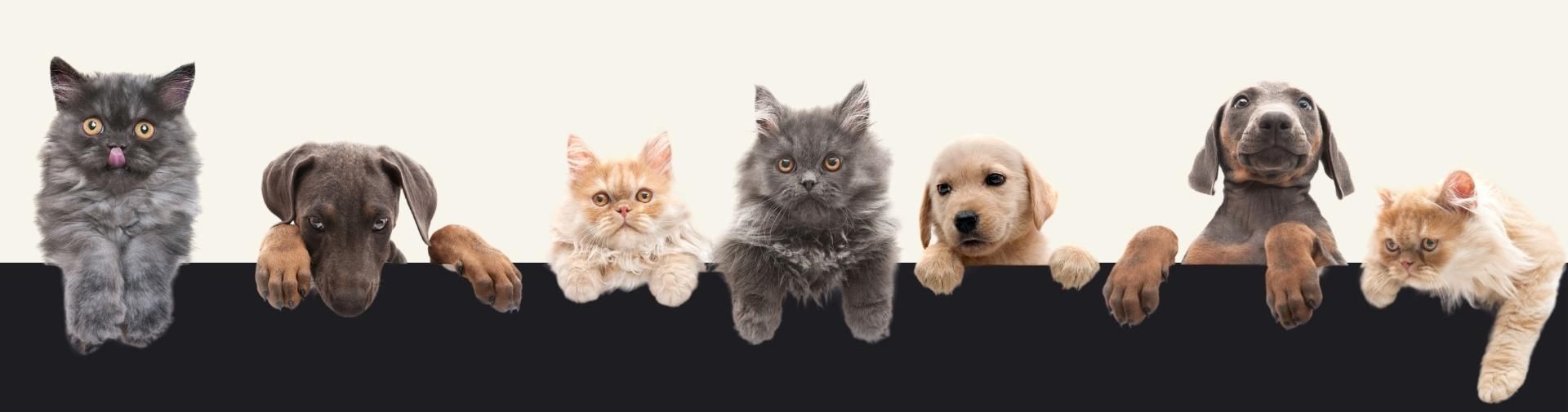 Nuestro servicio de consulta veterinaria online te ofrece asistencia profesional por videoconferencia