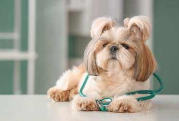 Dale a tu mascota el cuidado que se merece con nuestro servicio de peluquería canina. Baño, corte, deslanado y más, todo con productos de alta calidad y manos expertas. Servicio profesional, seguro y garantizado por nuestra clínica. ¡Siempre querrá volver!