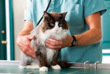 Protegemos a tu mascota con nuestros planes de salud. Incluyen chequeos, vacunación y prevención para su bienestar.