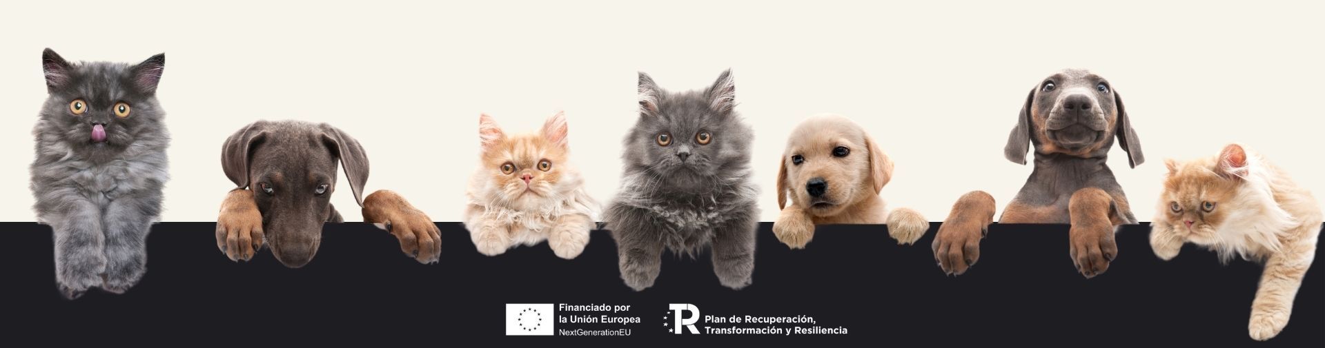 Veterinario Nuevo Baztán con servicio de urgencias y consultas online además de las presenciales