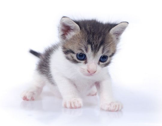 Consejos de salud para tu gato