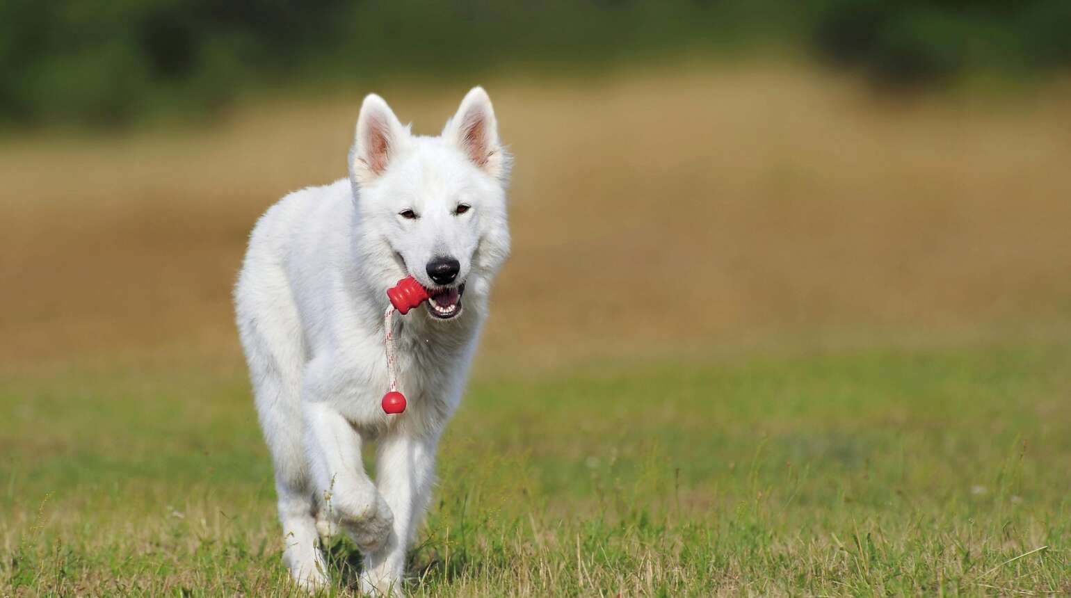 Campaña de castración de perros y gatos 2026