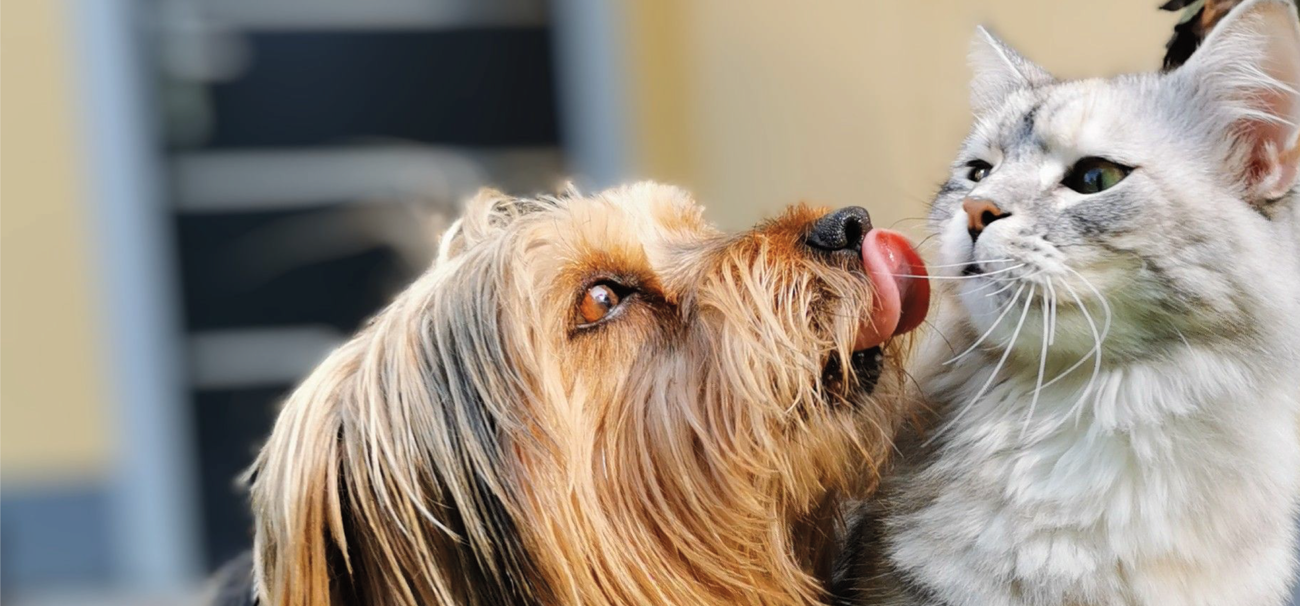 Campaña de vacunacion Centro Veterinario Eurovillas